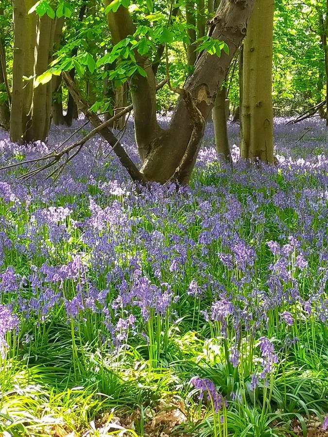 Meadow Farm Bed & Breakfast Saxlingham Thorpe